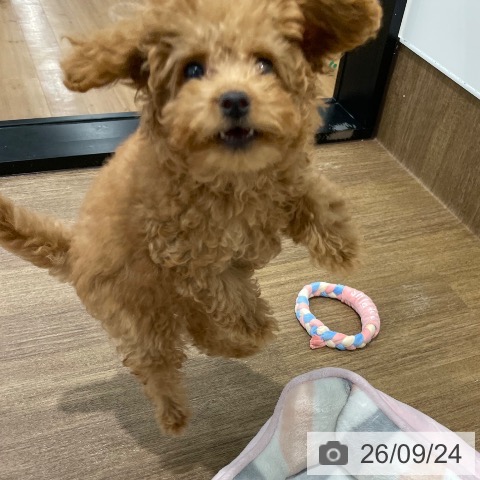 愛知県のトイプードル(トイ) (ペッツワン 東海店/2026年6月26日生まれ/女の子/レッド)の子犬の4枚目の画像