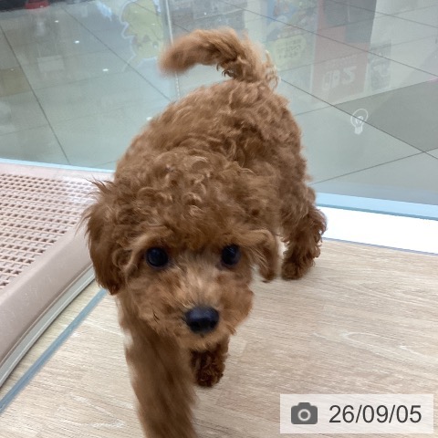 三重県のトイプードル(トイ) (ペットプラス 四日市泊店/2026年6月25日生まれ/男の子/レッド)の子犬の4枚目の画像