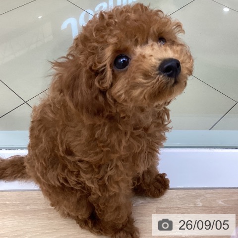 三重県のトイプードル(トイ) (ペットプラス 四日市泊店/2026年6月25日生まれ/男の子/レッド)の子犬の3枚目の画像