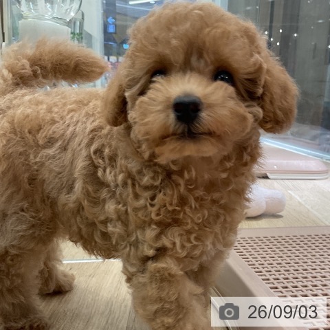 愛知県のトイプードル(トイ) (ペットプラス イオンモール豊川店/2026年6月25日生まれ/女の子/アプリコット)の子犬の4枚目の画像