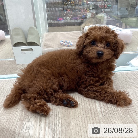 石川県のトイプードル(トイ) (ペットプラス 白山店/2026年6月21日生まれ/女の子/レッド)の子犬の4枚目の画像