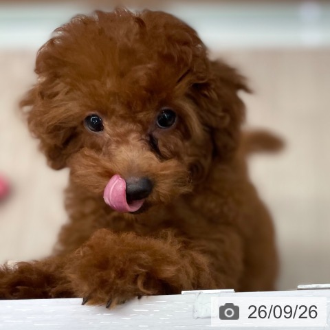 石川県のトイプードル(トイ) (ペットプラス かほく店/2026年6月21日生まれ/女の子/レッド)の子犬の4枚目の画像
