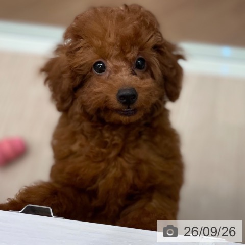 石川県のトイプードル(トイ) (ペットプラス かほく店/2026年6月21日生まれ/女の子/レッド)の子犬の3枚目の画像