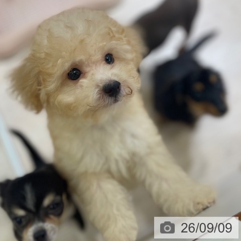 富山県のトイプードル(トイ) (ペットプラス 高岡店/2026年6月23日生まれ/男の子/アプリコット)の子犬の3枚目の画像