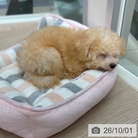 石川県のトイプードル(トイ) (ペットプラス かほく店/2026年6月23日生まれ/男の子/アプリコット)の子犬の4枚目の画像