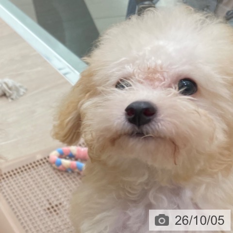 石川県のトイプードル(トイ) (ペットプラス かほく店/2026年6月23日生まれ/男の子/アプリコット)の子犬の3枚目の画像