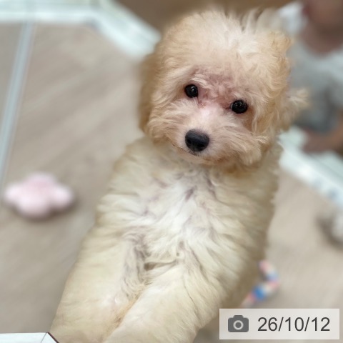 石川県のトイプードル(トイ) (ペットプラス かほく店/2026年6月23日生まれ/男の子/アプリコット)の子犬の3枚目の画像