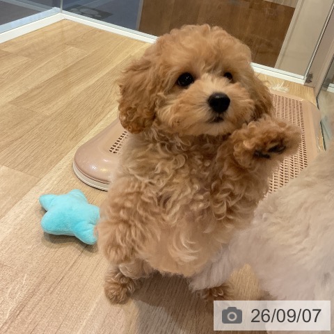愛知県のトイプードル(トイ) (ペットプラス 岡崎店/2026年6月23日生まれ/男の子/クリーム)の子犬の4枚目の画像