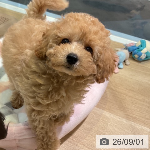 愛知県のトイプードル(トイ) (ペットプラス 岡崎店/2026年6月23日生まれ/男の子/クリーム)の子犬の3枚目の画像