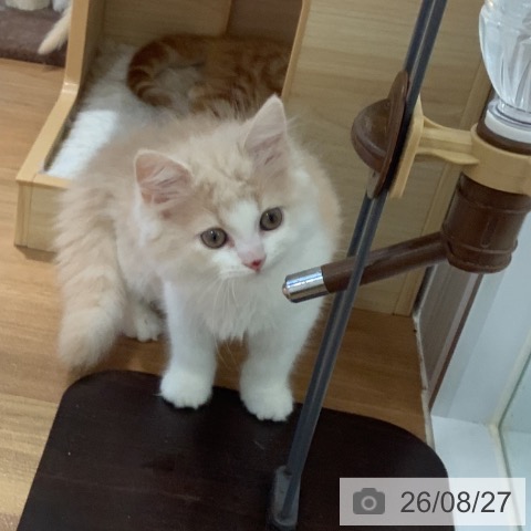 スコティッシュフォールドの写真
