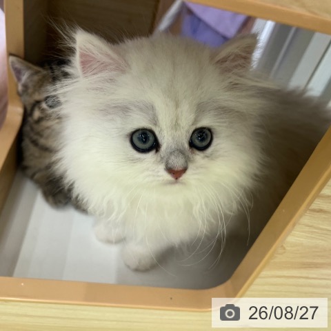 ペルシャの写真