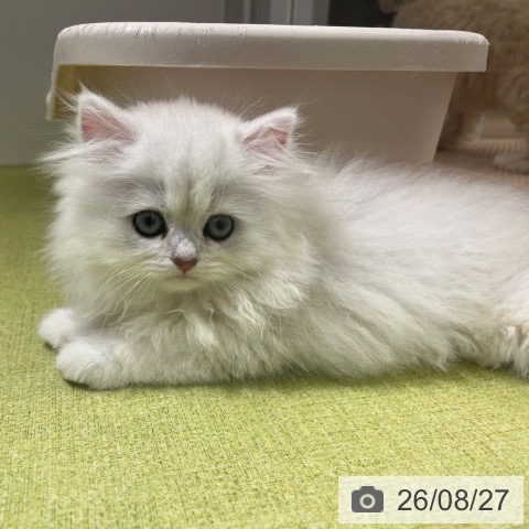 ペルシャの写真