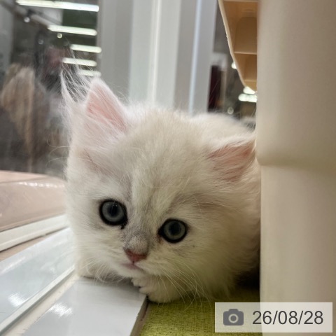 ペルシャの写真