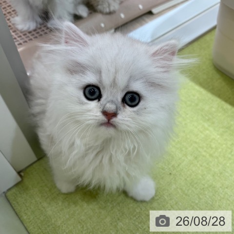 ペルシャの写真