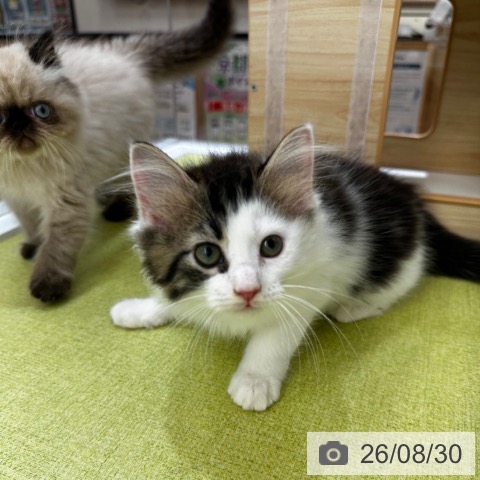 ノルウェージャンフォレストキャットの写真