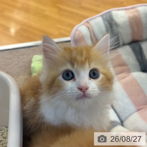 ラガマフィンの写真