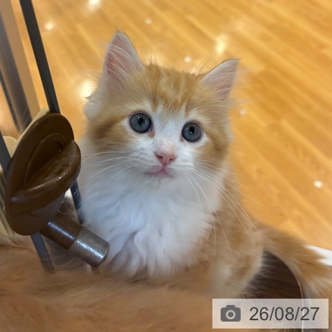 ラガマフィンの写真