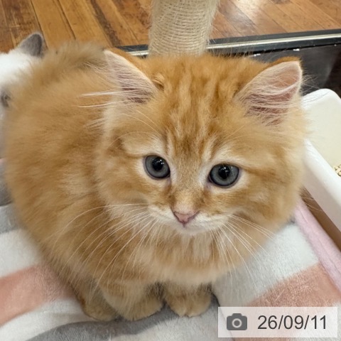 京都府のラガマフィン (ペットプラス 久御山店/2026年6月25日生まれ/男の子/レッドタビーホワイト)の子猫の4枚目の画像