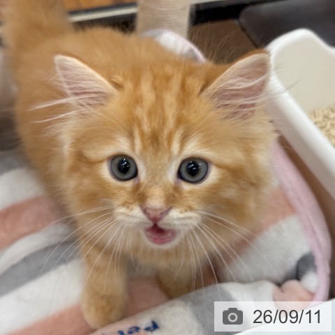 京都府のラガマフィン (ペットプラス 久御山店/2026年6月25日生まれ/男の子/レッドタビーホワイト)の子猫の3枚目の画像