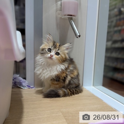 大阪府のラガマフィン (ペットプラス 四條畷店/2026年6月25日生まれ/女の子/ブラウンパッチドタビーホワイト)の子猫の3枚目の画像
