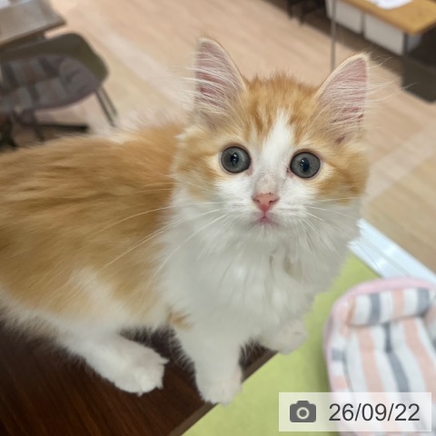 京都府のラガマフィン (ペットプラス イオンモールKYOTO店/2026年6月25日生まれ/女の子/レッドタビーホワイト)の子猫の4枚目の画像