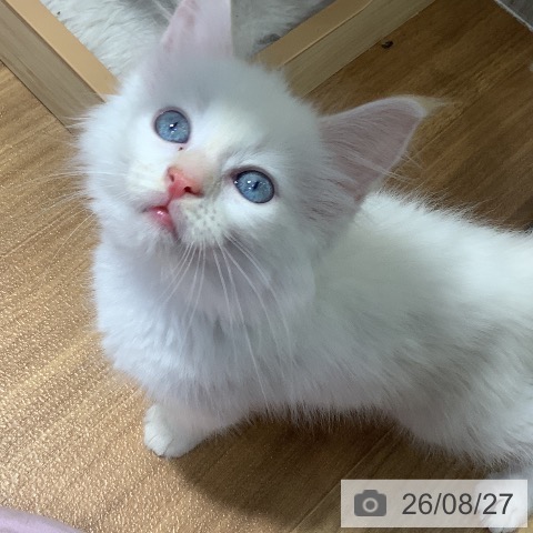 メインクーンの写真