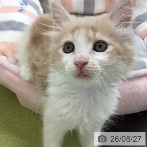 メインクーンの写真