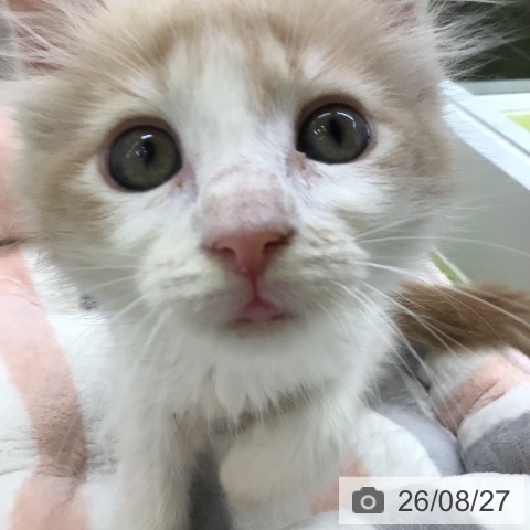 メインクーンの写真