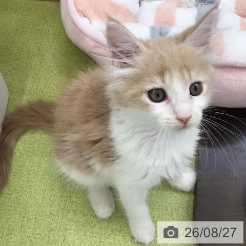 大阪府のメインクーン (ペットプラス 堺北花田店/2026年6月25日生まれ/女の子/クリームタビーホワイト)の子猫の3枚目の画像