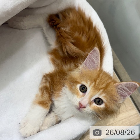 メインクーンの写真