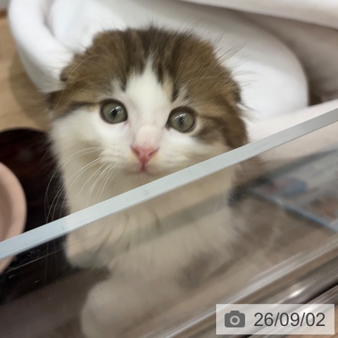 大阪府のスコティッシュフォールド (ペットプラス イオン大日店/2026年6月24日生まれ/女の子/ブラウンタビーホワイト)の子猫の4枚目の画像