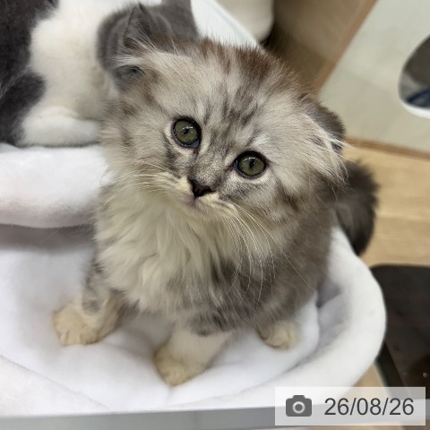 スコティッシュフォールドの写真