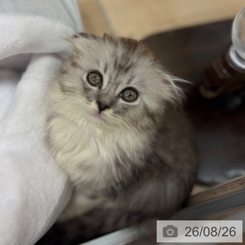スコティッシュフォールドの写真
