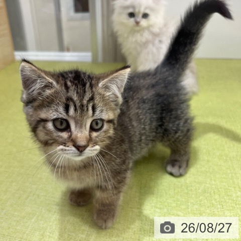 マンチカンの写真