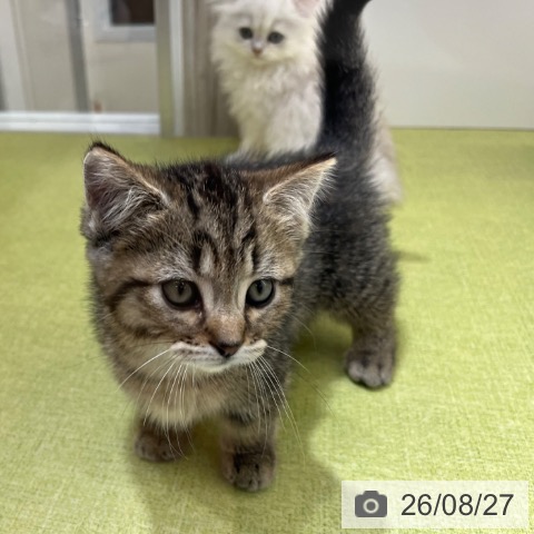 マンチカンの写真