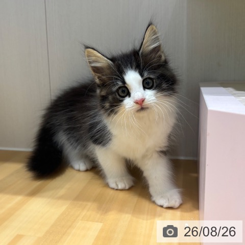 ノルウェージャンフォレストキャットの写真