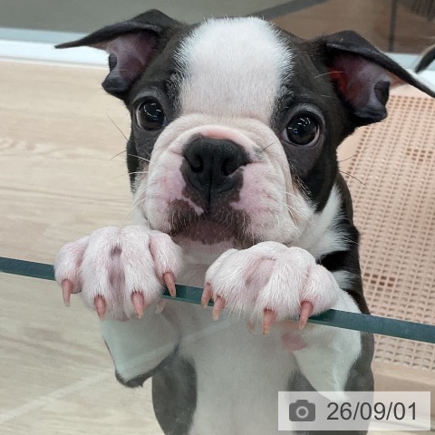 福井県のボストンテリア (ペットプラス 福井店/2026年6月27日生まれ/男の子/ボストンカラー)の子犬の4枚目の画像