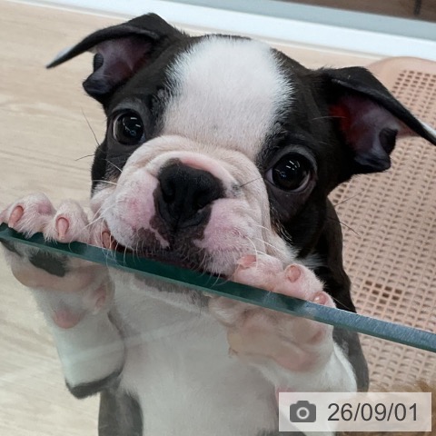 福井県のボストンテリア (ペットプラス 福井店/2026年6月27日生まれ/男の子/ボストンカラー)の子犬の3枚目の画像