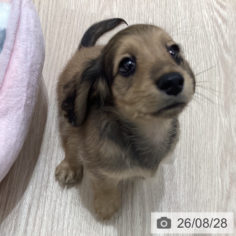 石川県のミニチュアダックスフンド(ロング) (ペットプラス かほく店/2026年6月25日生まれ/女の子/シェーデットイエロー)の子犬の4枚目の画像