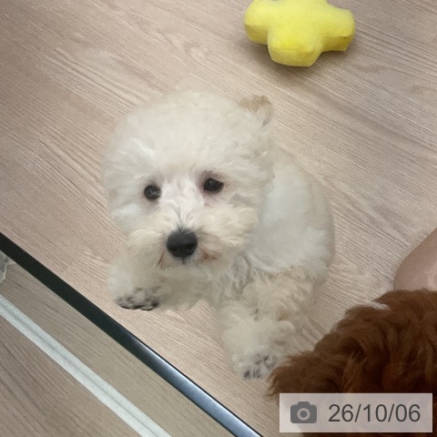 福井県のトイプードル(トイ) (ペットプラス 福井店/2026年6月29日生まれ/男の子/ホワイト)の子犬の3枚目の画像
