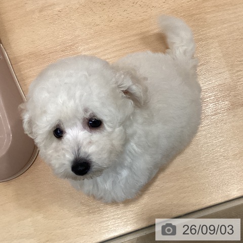 愛知県のトイプードル(トイ) (ペットプラス 名古屋茶屋店/2026年6月29日生まれ/男の子/ホワイト)の子犬の4枚目の画像