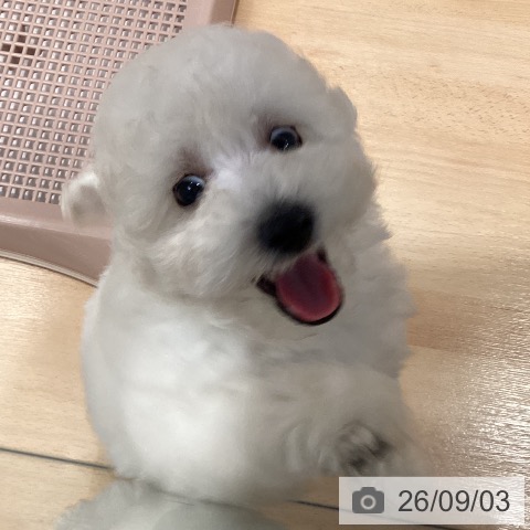 愛知県のトイプードル(トイ) (ペットプラス 名古屋茶屋店/2026年6月29日生まれ/男の子/ホワイト)の子犬の3枚目の画像