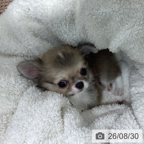チワワの写真