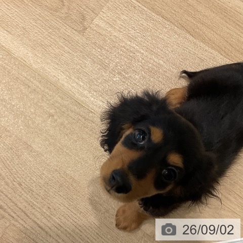 ミニチュア・ダックスフンドの写真