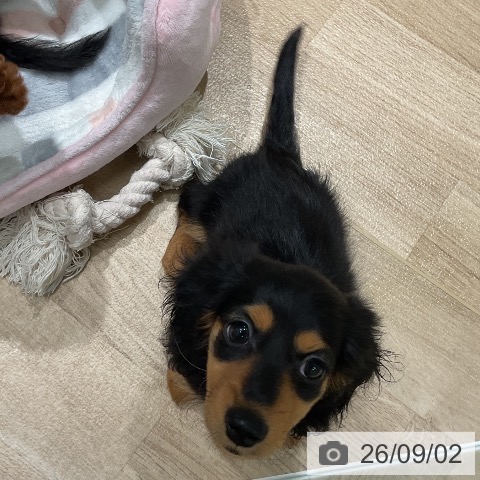 ミニチュア・ダックスフンドの写真