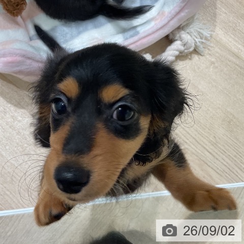 ミニチュア・ダックスフンドの写真