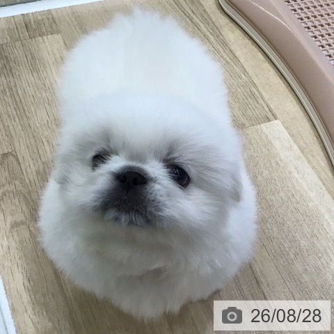 ペキニーズの写真