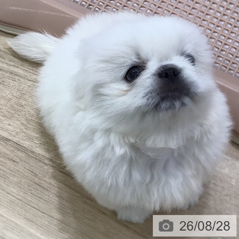 ペキニーズの写真
