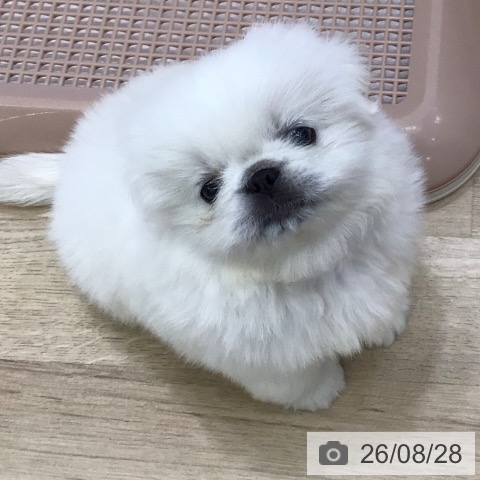 ペキニーズの写真