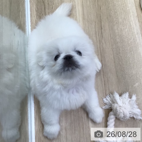 ペキニーズの写真